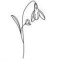 Campanilla de invierno de enero