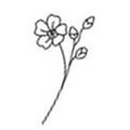 Julio larkspur